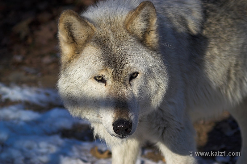 Arctic Wolf 049